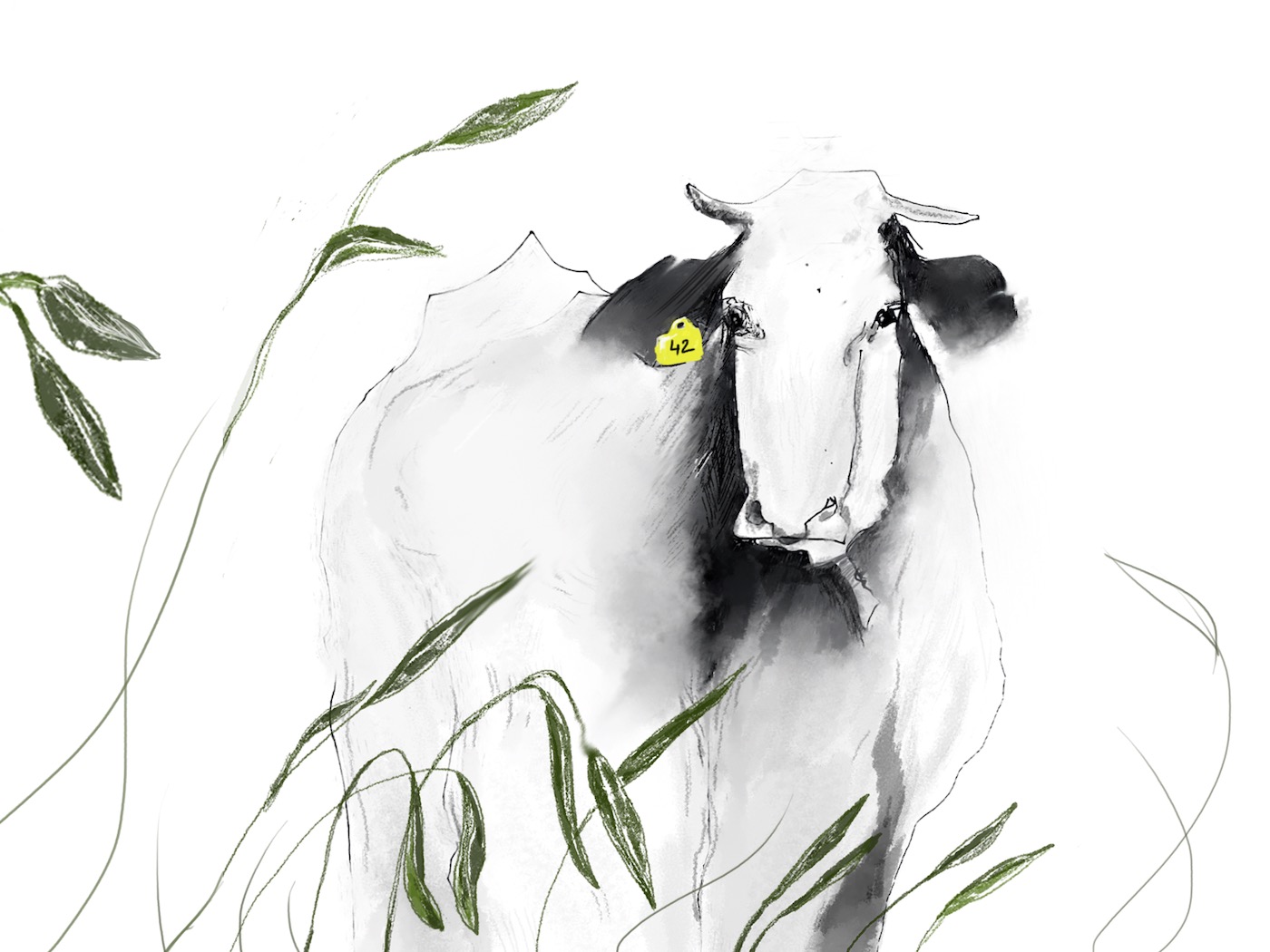 Drawing by Viktoriia Shcherbak of cow.