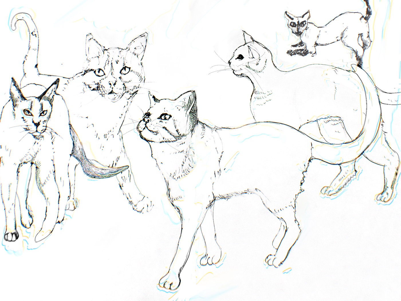 Drawing by Viktoriia Shcherbak of five cats.