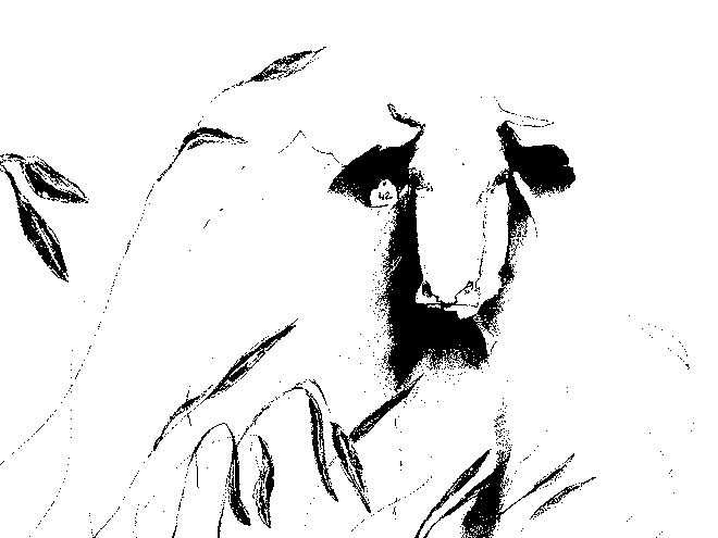 Drawing by Viktoriia Shcherbak of cow.