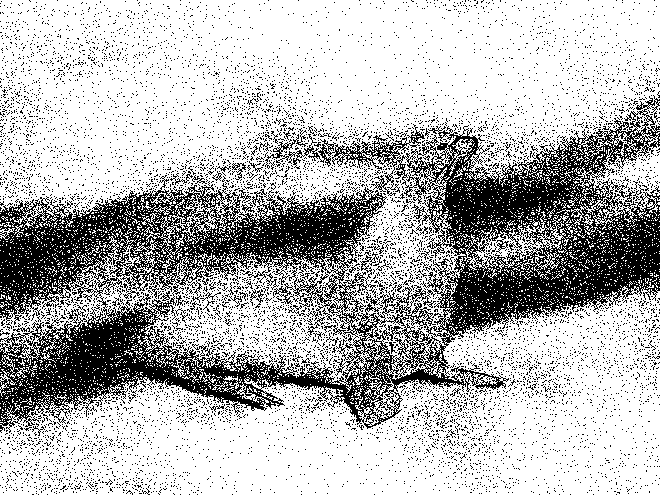 Drawing by Viktoriia Shcherbak of seal.