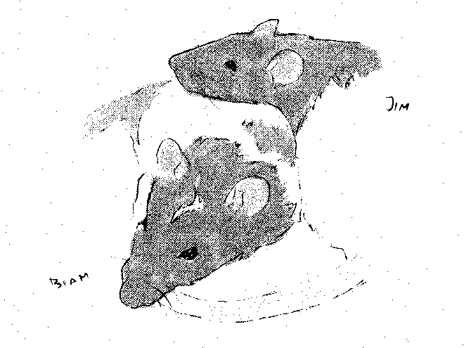 Drawing by Viktoriia Shcherbak of our two rats, Jim and Beam.