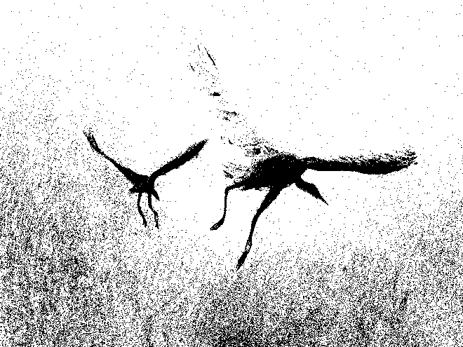 Drawing by Viktoriia Shcherbak of birds.