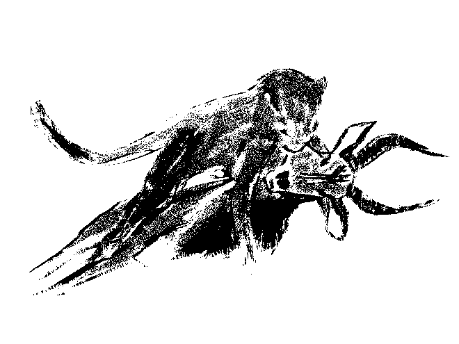 Drawing by Viktoriia Shcherbak of a predator attacking its prey.