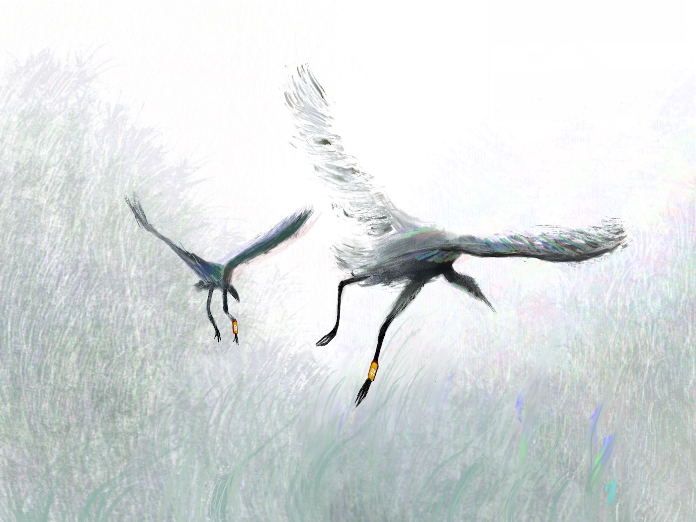 Drawing by Viktoriia Shcherbak of birds.
